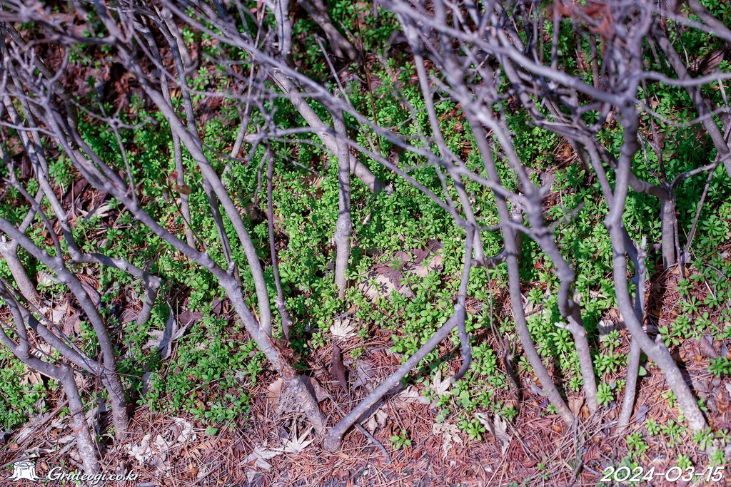 Galium spurium habit