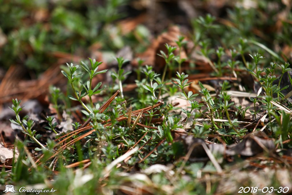 Galium spurium leaf