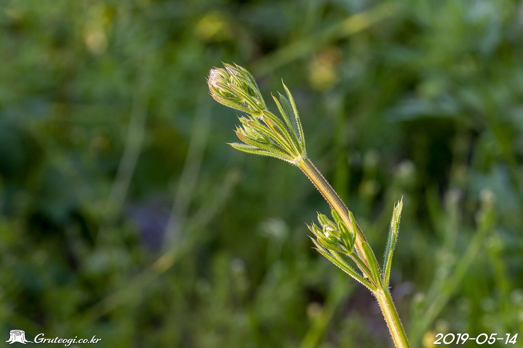 Galium spurium leaf