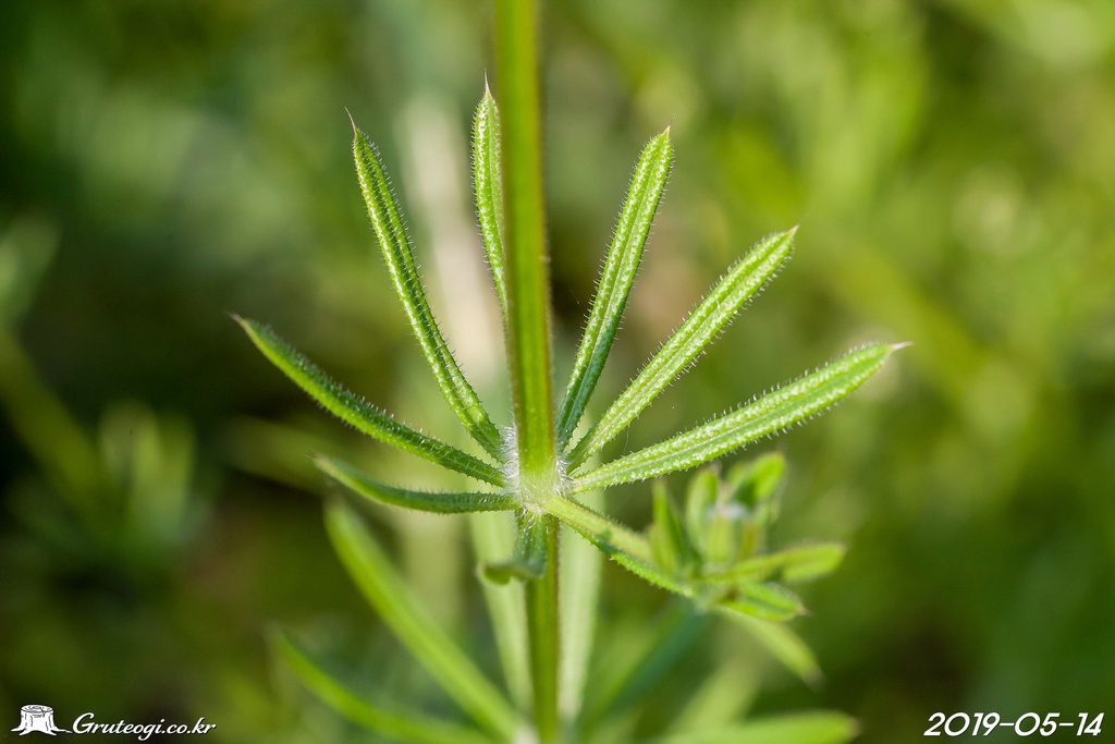 Galium spurium leaf