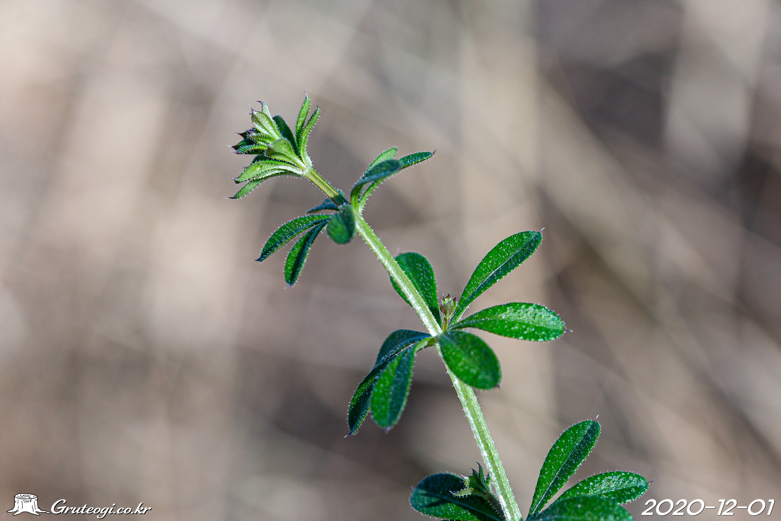갈퀴덩굴 Galium spurium L.