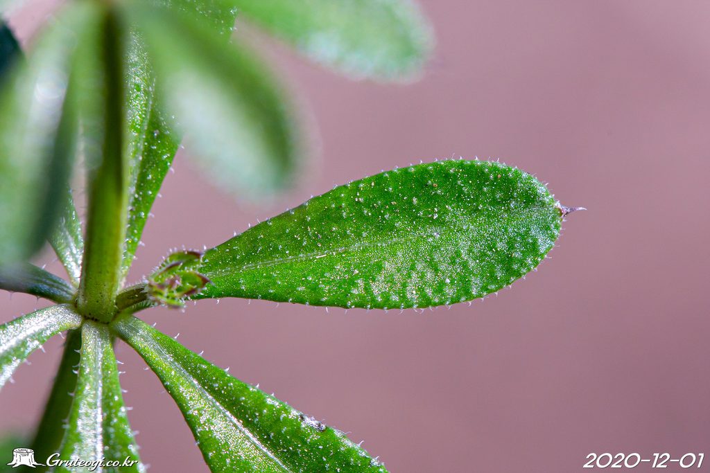 Galium spurium leaf