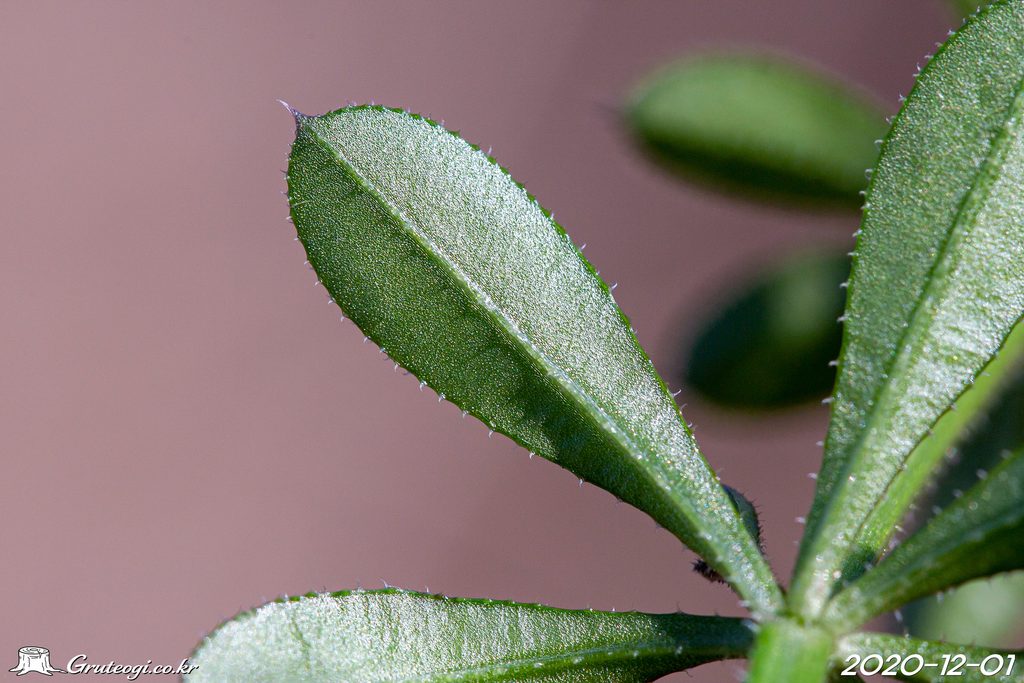 Galium spurium leaf
