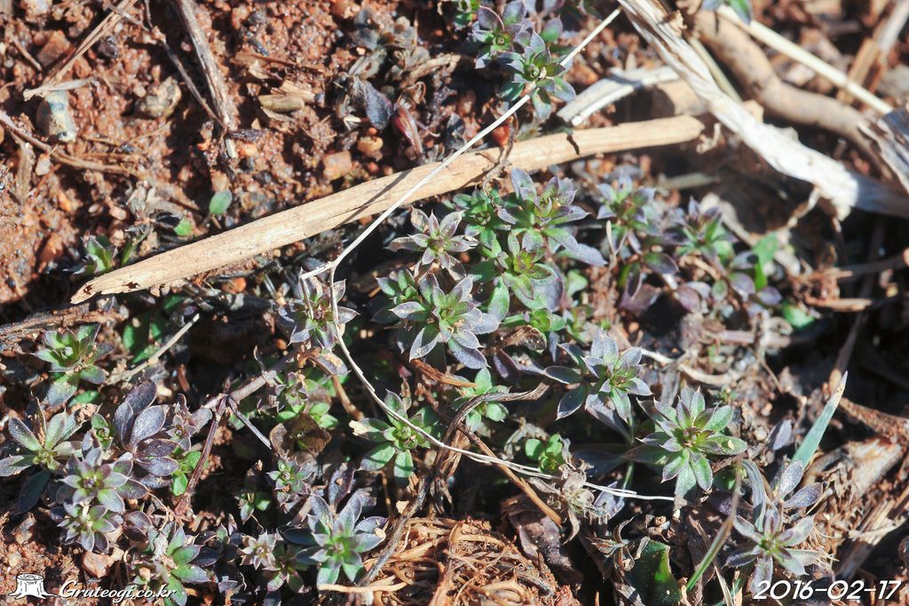 Galium spurium leaf
