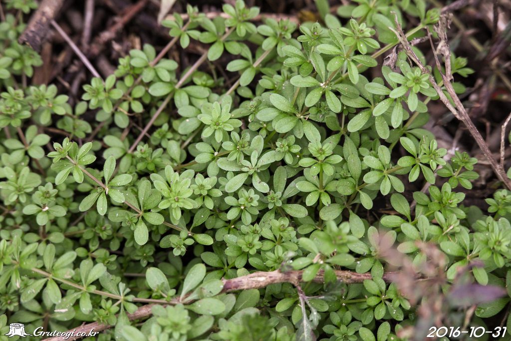 Galium spurium leaf