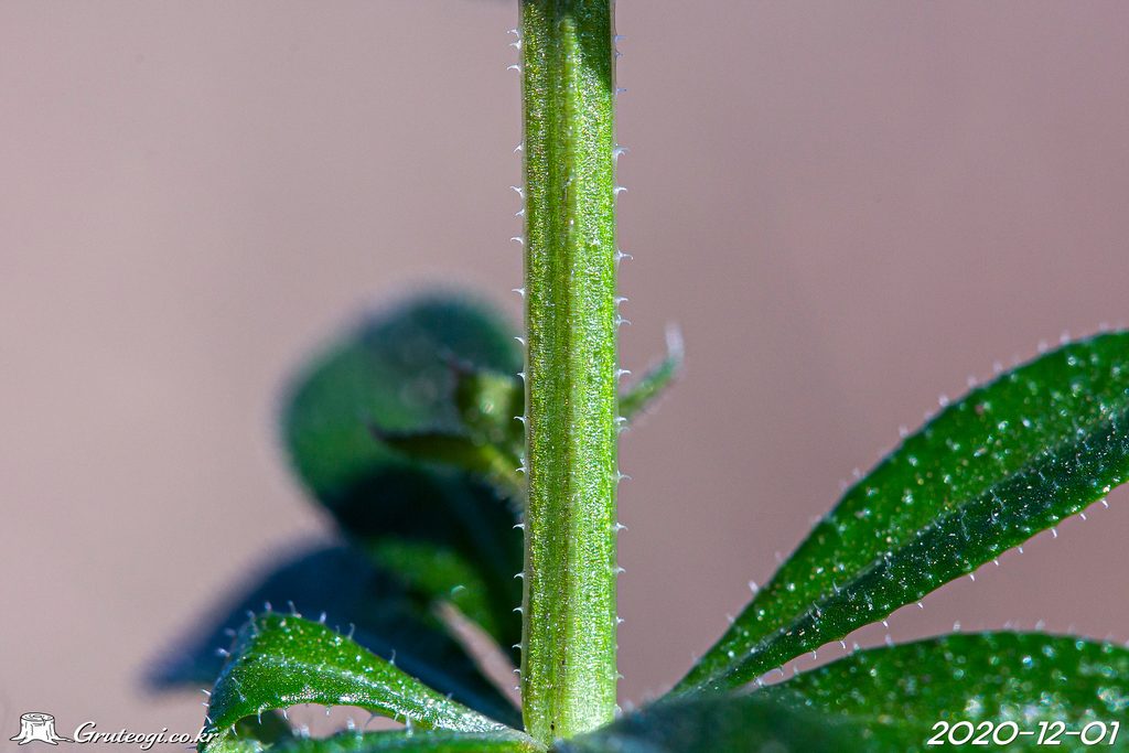 Galium spurium stem