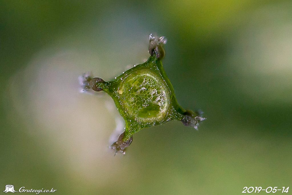 Galium spurium stem