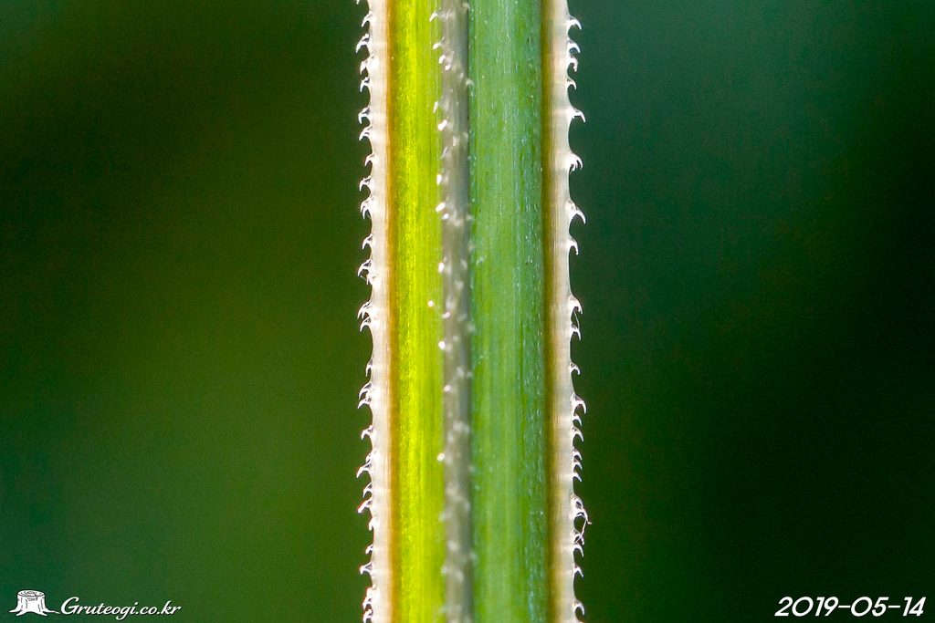 Galium spurium stem