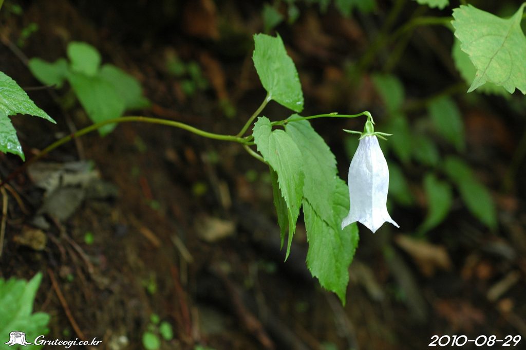Hanabusaya asiatica flower