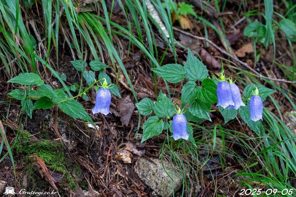 Hanabusaya asiatica flower