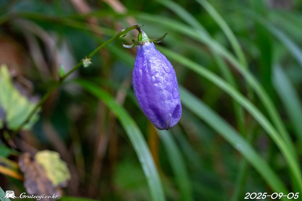 Hanabusaya asiatica flower