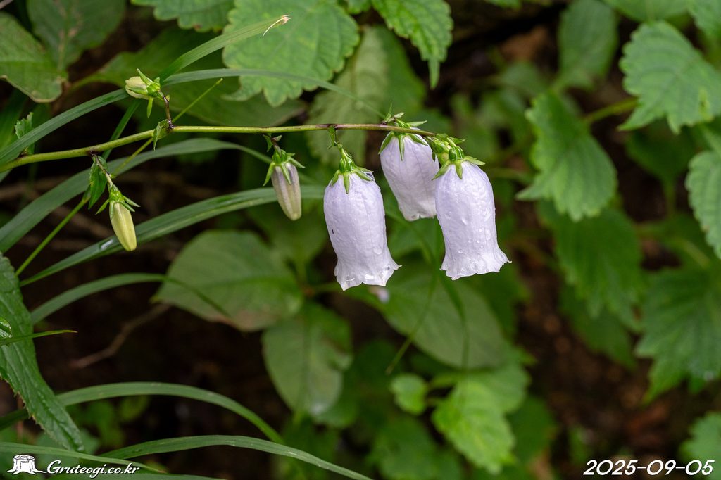 Hanabusaya asiatica flower
