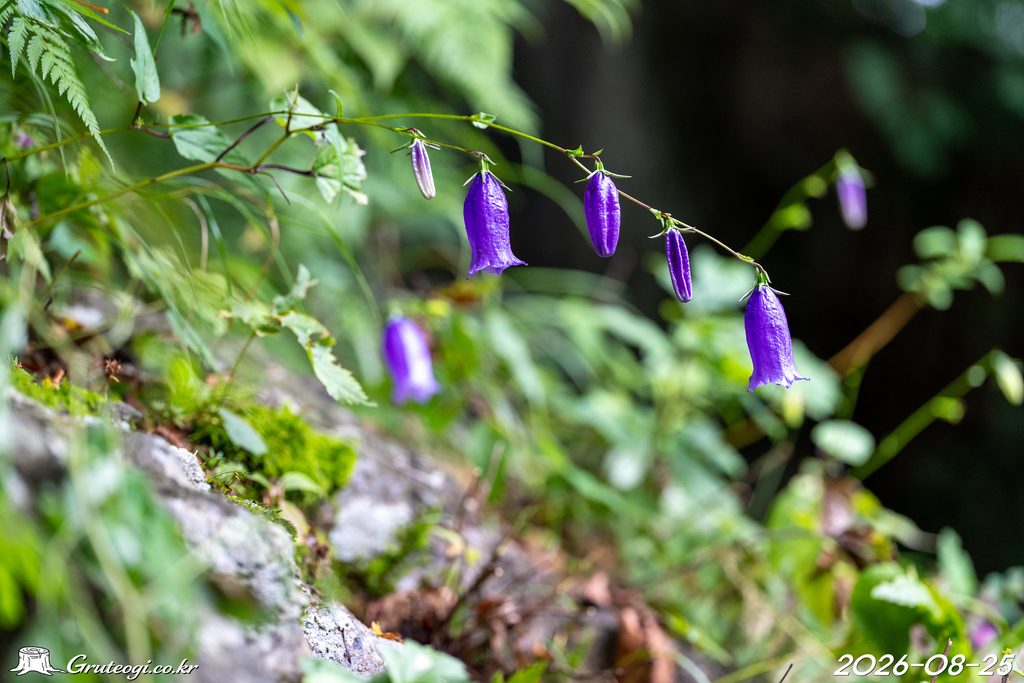 Hanabusaya asiatica flower