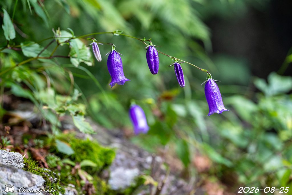 Hanabusaya asiatica flower