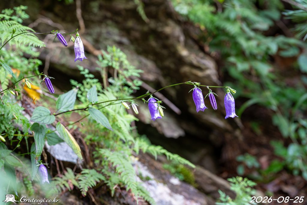 Hanabusaya asiatica flower