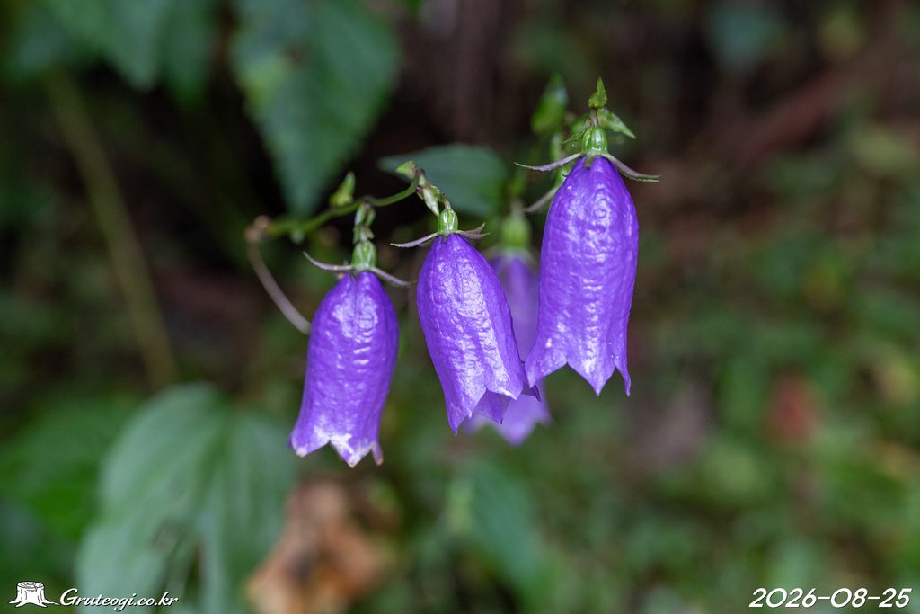 Hanabusaya asiatica flower