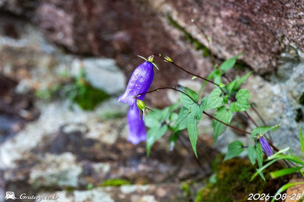 Hanabusaya asiatica flower