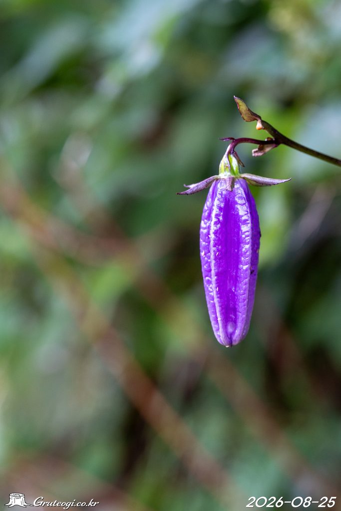 Hanabusaya asiatica flower