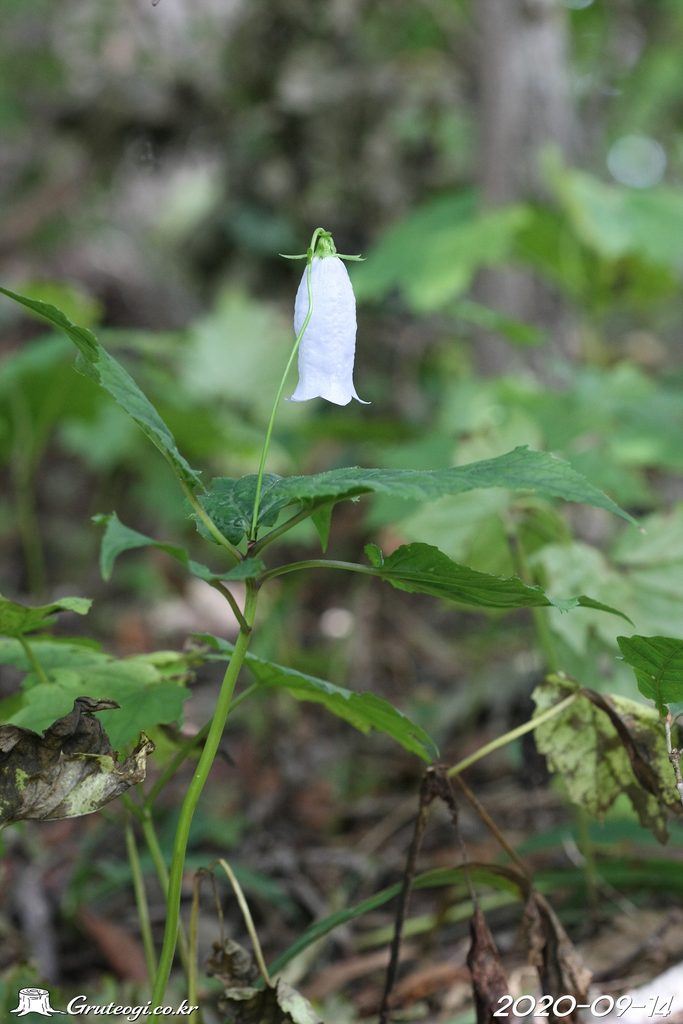 Hanabusaya asiatica flower