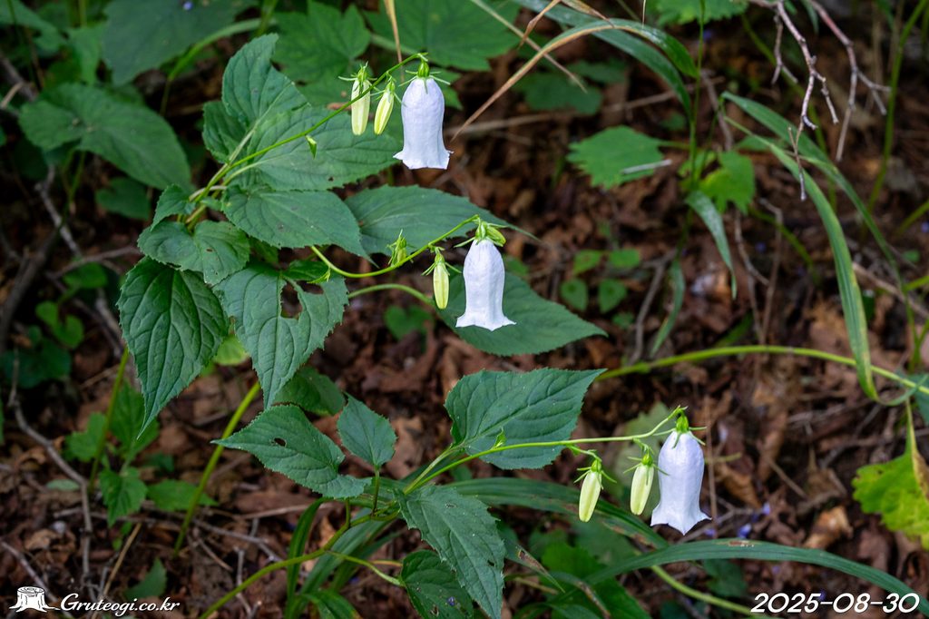 Hanabusaya asiatica flower