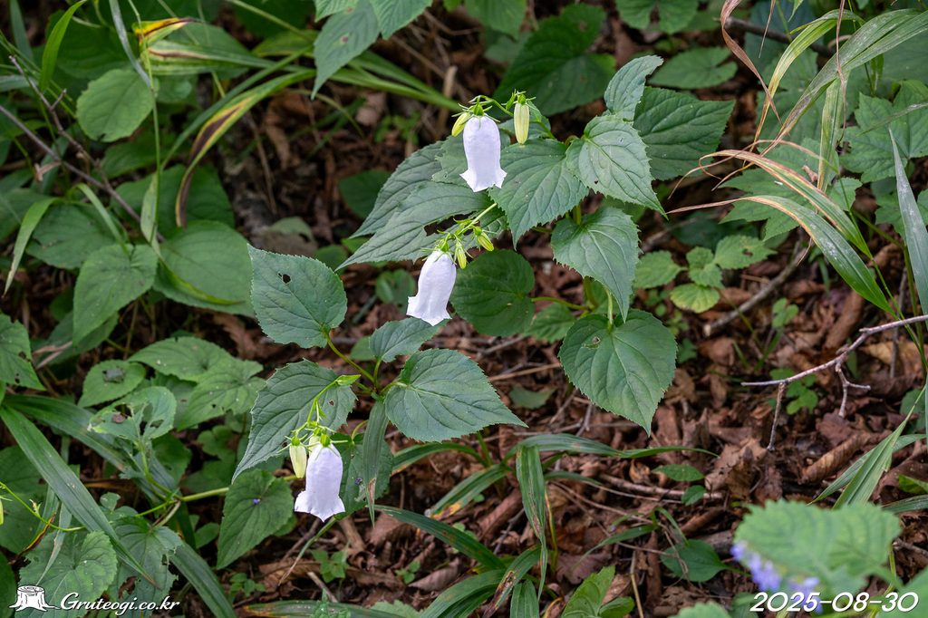 Hanabusaya asiatica flower