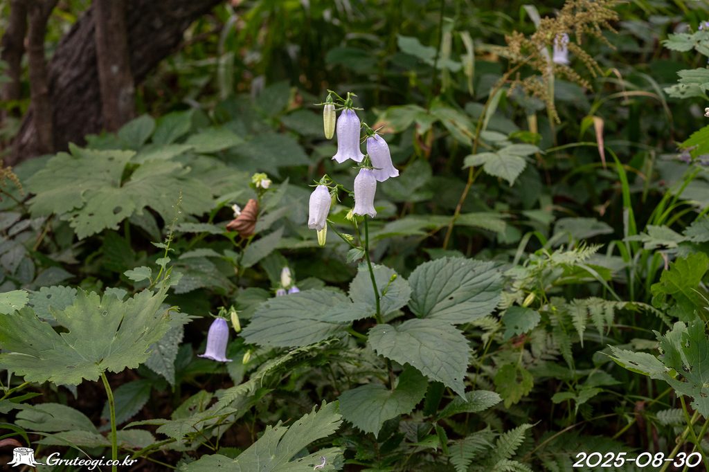 Hanabusaya asiatica flower