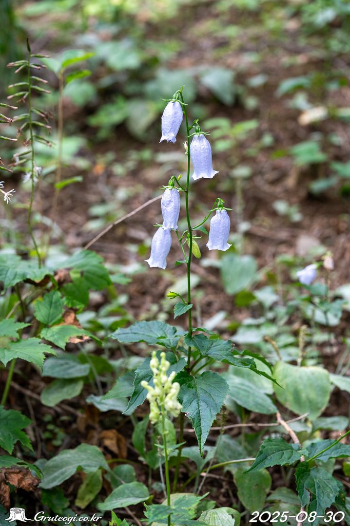 Hanabusaya asiatica flower