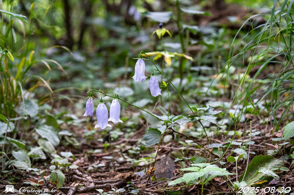 Hanabusaya asiatica flower