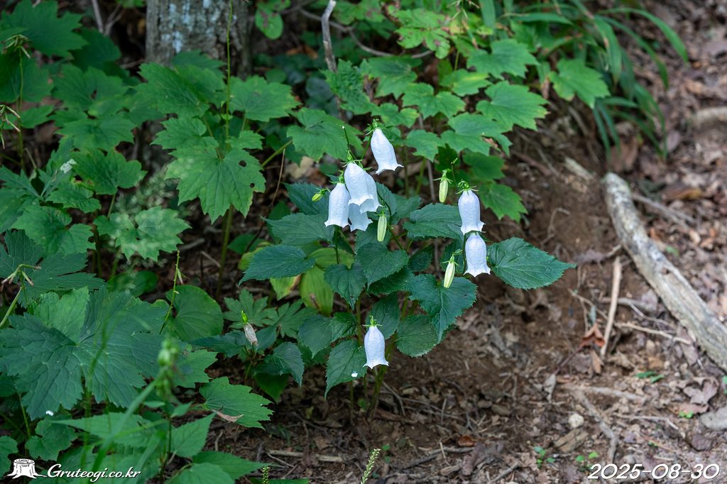 Hanabusaya asiatica flower