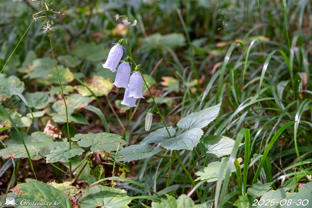 Hanabusaya asiatica flower