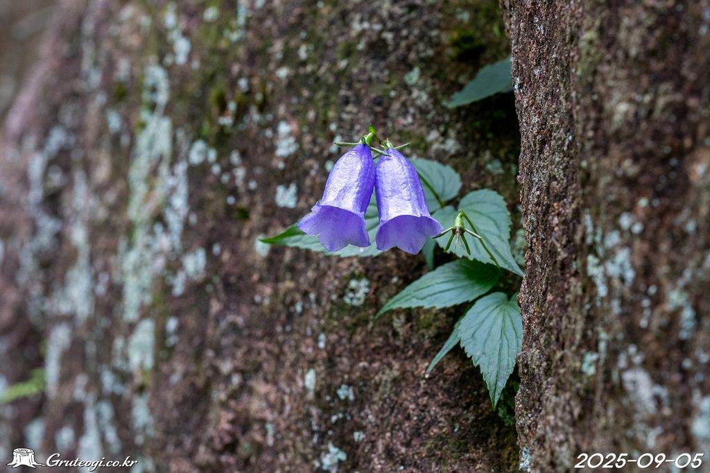 Hanabusaya asiatica flower main