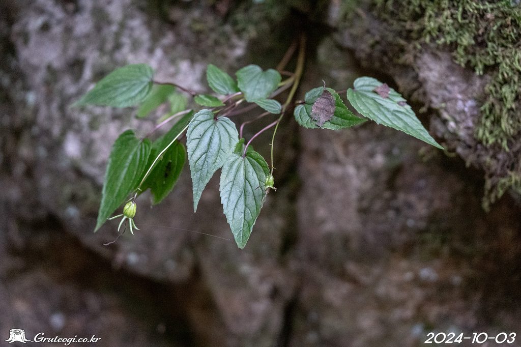 Hanabusaya asiatica fruit