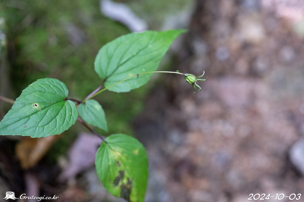 Hanabusaya asiatica fruit