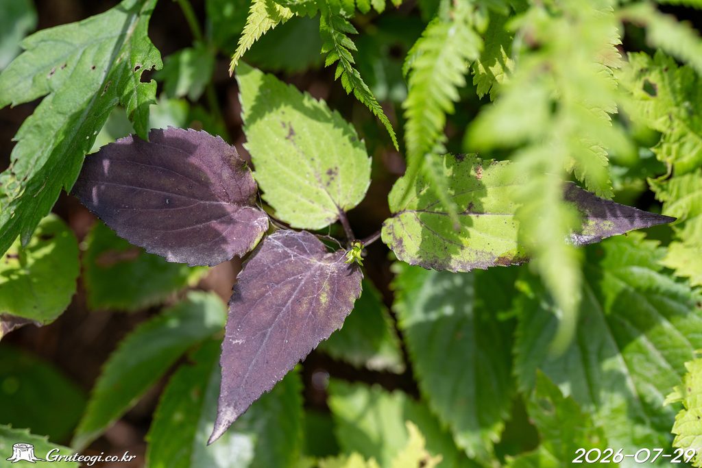 Hanabusaya asiatica leaf