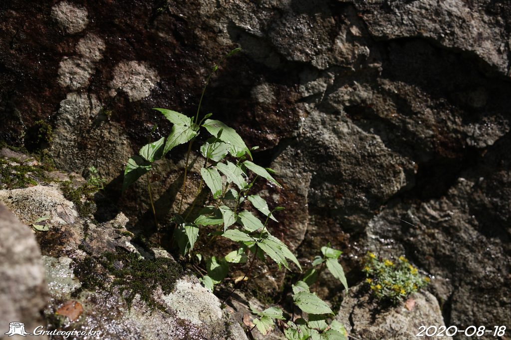 Hanabusaya asiatica leaf