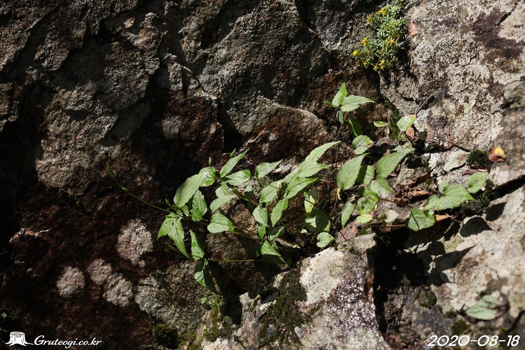 Hanabusaya asiatica leaf
