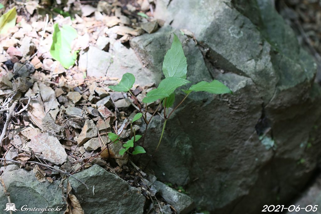 Hanabusaya asiatica leaf