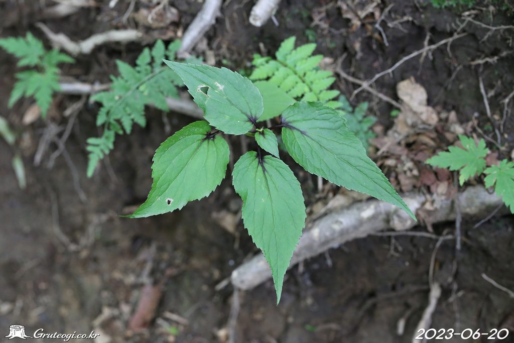 Hanabusaya asiatica leaf