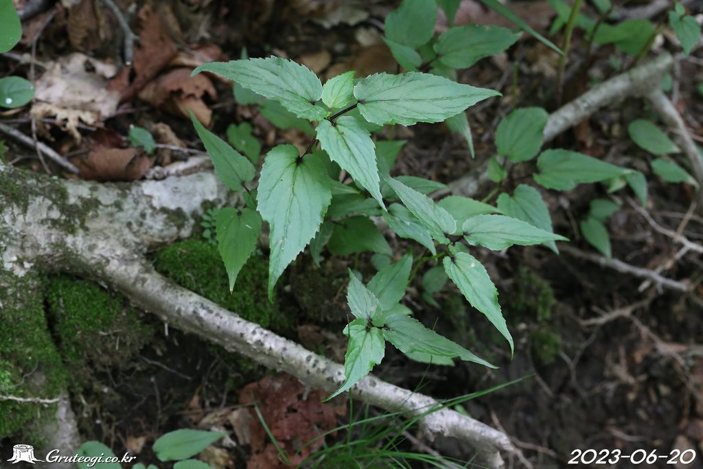 Hanabusaya asiatica leaf