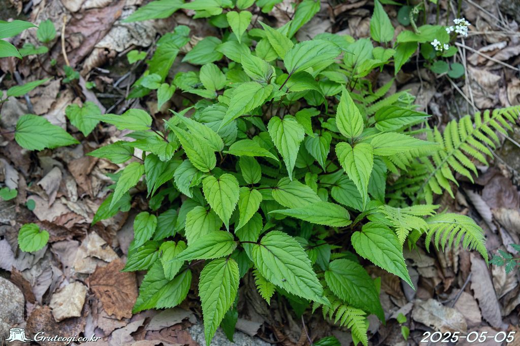 Hanabusaya asiatica leaf