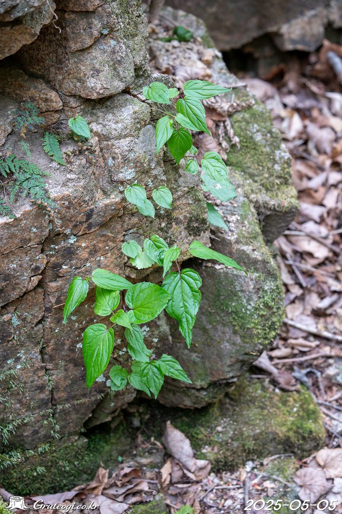 Hanabusaya asiatica leaf