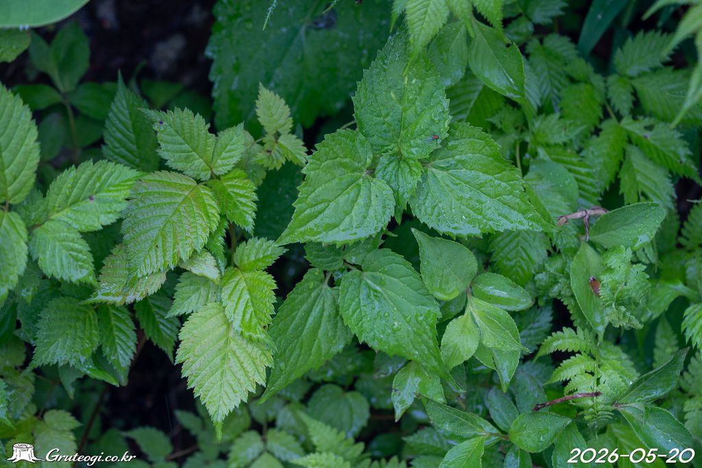 Hanabusaya asiatica leaf