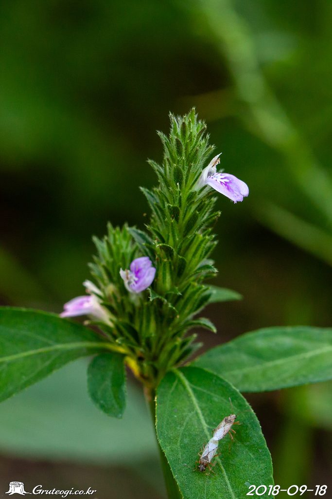 Justicia procumbens flower