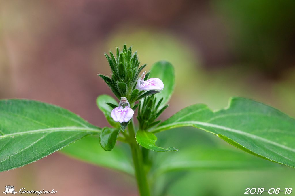 Justicia procumbens flower