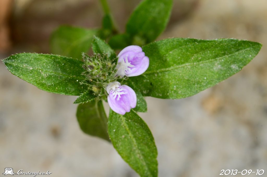 Justicia procumbens flower