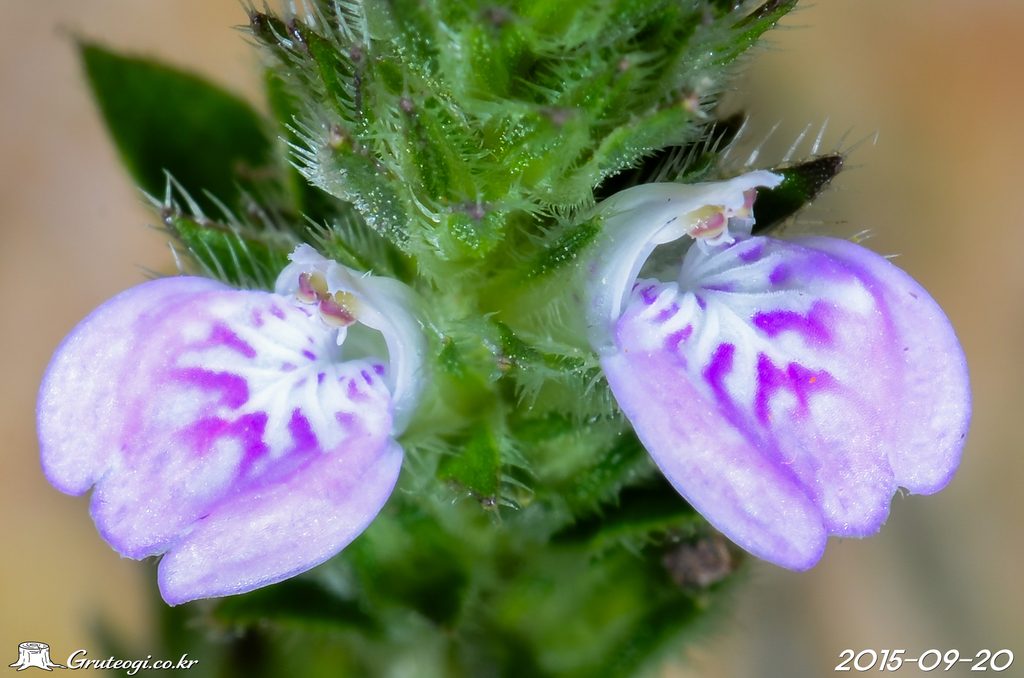 Justicia procumbens flower