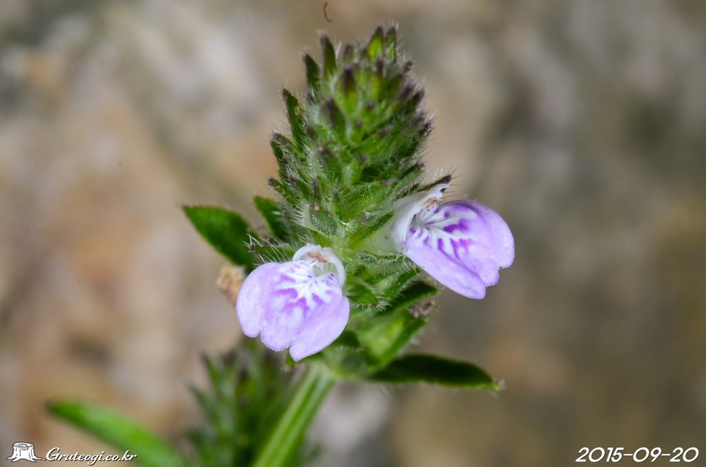 Justicia procumbens flower