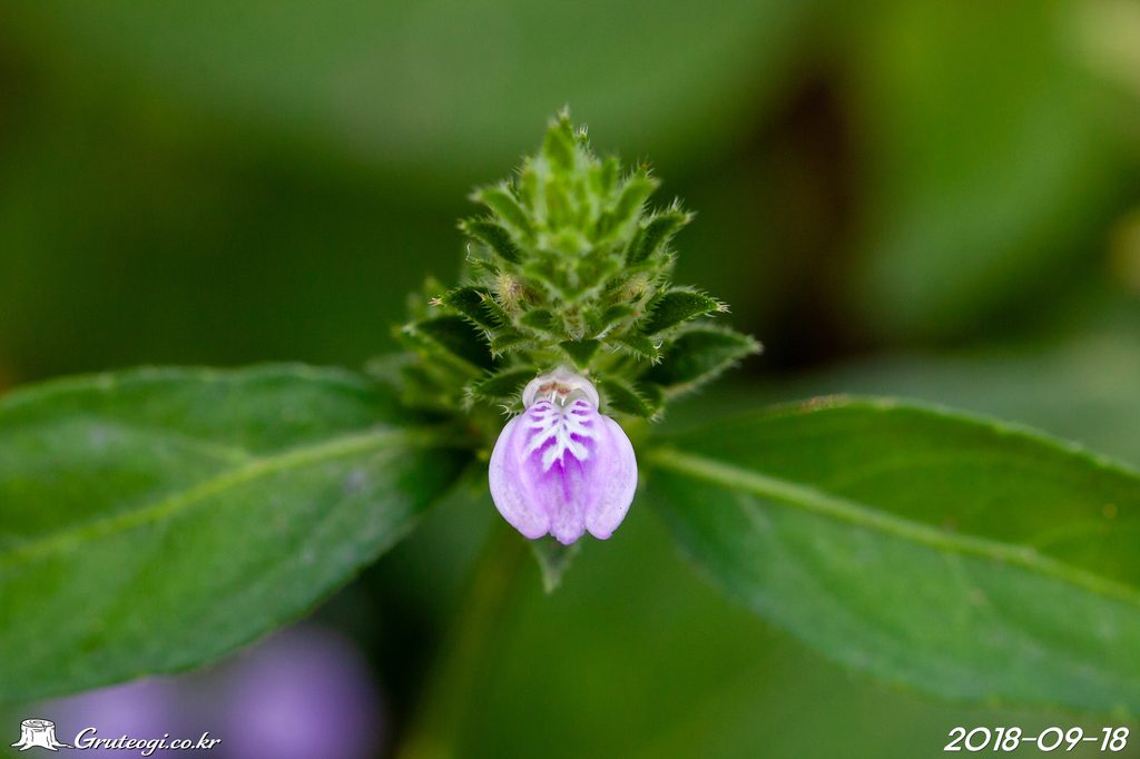 Justicia procumbens flower
