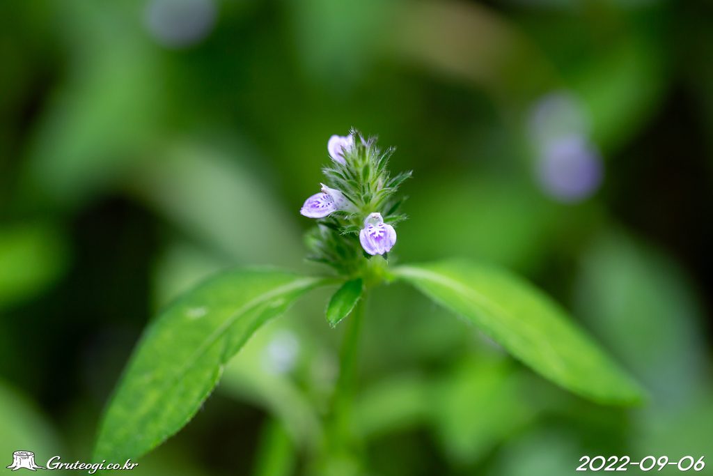 Justicia procumbens flower main
