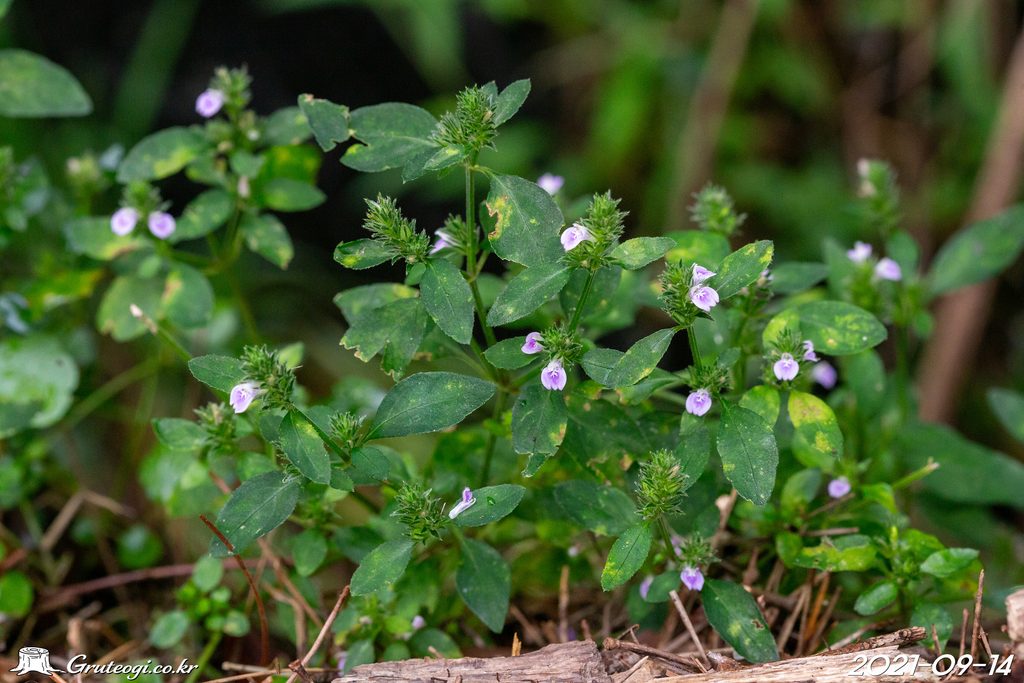 Justicia procumbens habit